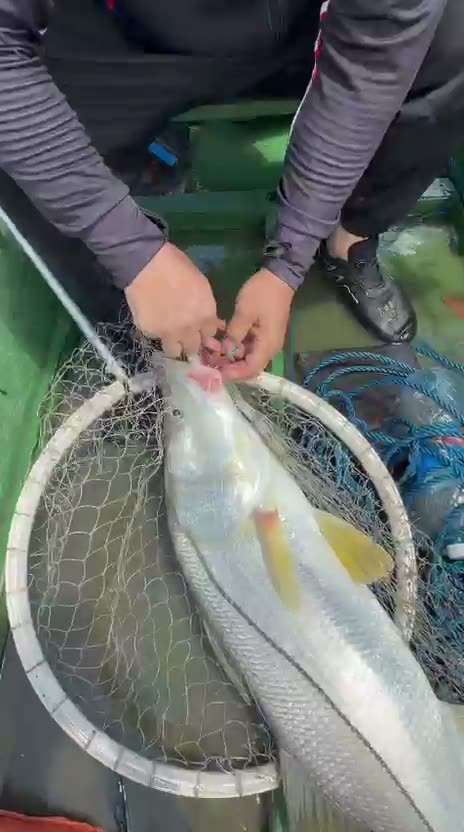 Vídeo: Robalo na rede